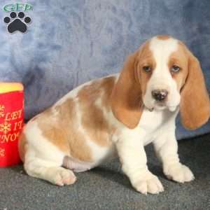 Basset Hound Puppies For Sale | Greenfield Puppies