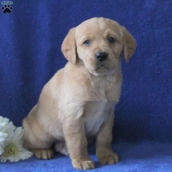 Frisco, Labrador Mix Puppy