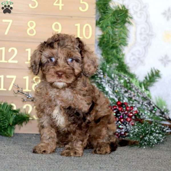 Ginger, Cockapoo Puppy