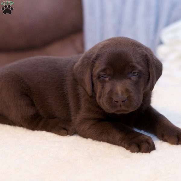 Holly, Chocolate Labrador Retriever Puppy