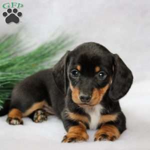 Dachshund Puppies For Sale | Greenfield Puppies