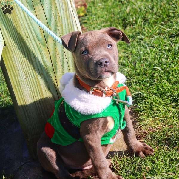 Oogie boogie, American Bully Puppy