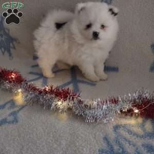 Pomeranian Puppies For Sale | Greenfield Puppies