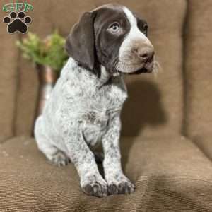 Lee, German Shorthaired Pointer Puppy