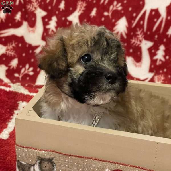 Snickers, Shih-Poo Puppy