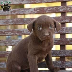 chocolate lab puppies with green eyes for sale