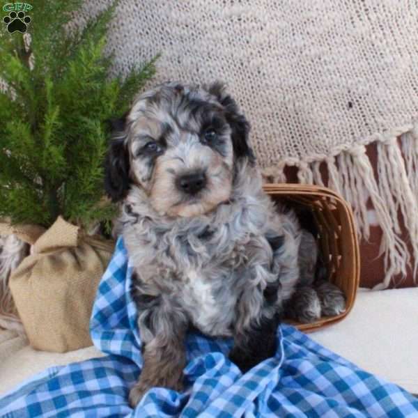 Romeo, Cavachon Puppy
