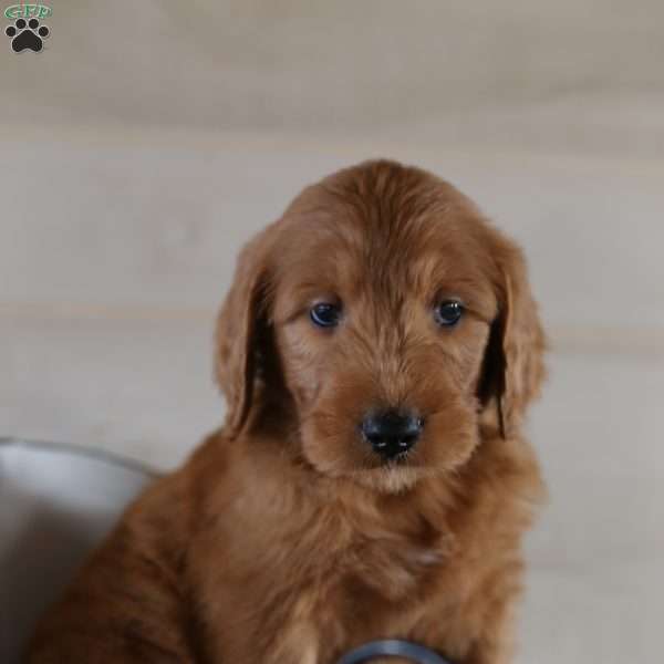 Cody, Goldendoodle Puppy