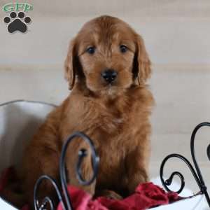 Cody, Goldendoodle Puppy