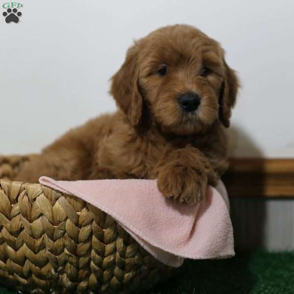 Daisy, Goldendoodle Puppy