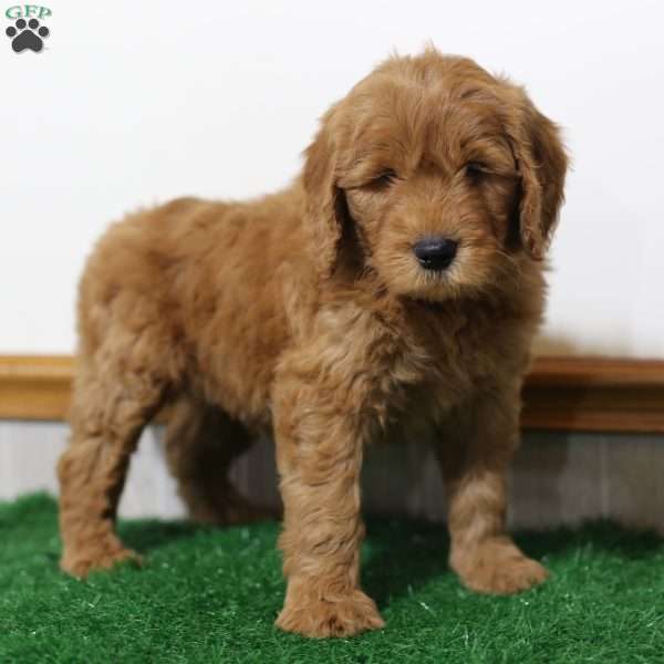 Diesel, Goldendoodle Puppy