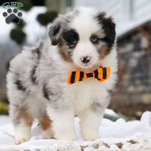 Miniature Australian Shepherd Puppies For Sale - GFP