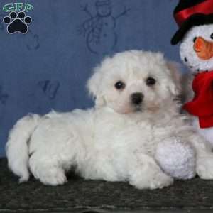 Bichon Frise Puppies For Sale 