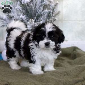 greenfield puppies shichon