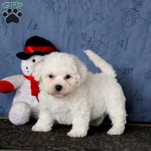 Bichon Frise Puppies For Sale | Greenfield Puppies