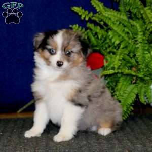 unregistered mini australian shepherd puppies sale