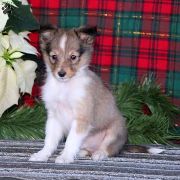 Kolton, Sheltie Puppy