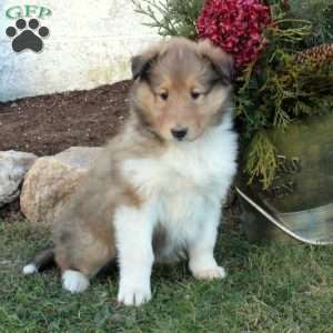 lassie dogs for sale