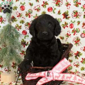 Lucky, Labradoodle Puppy