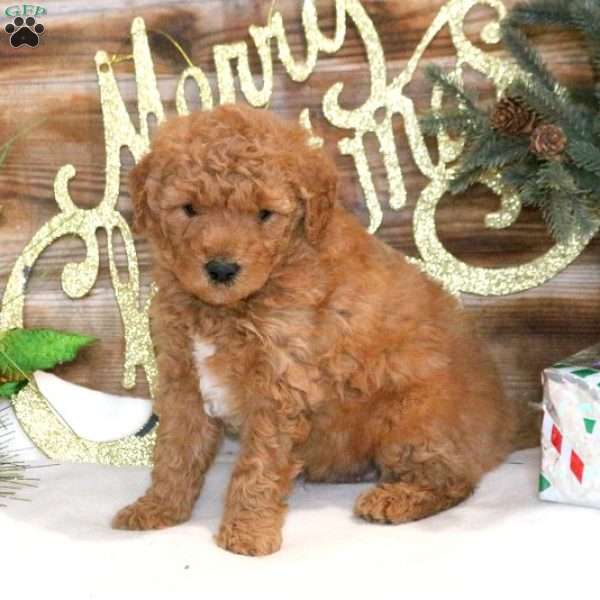 Luther, Mini Goldendoodle Puppy