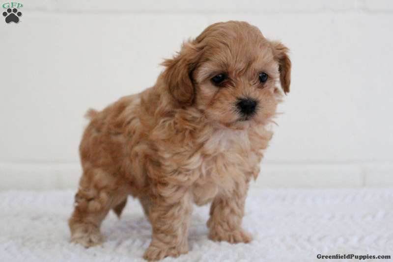 Yorkie Shih Tzu Poodle Mix