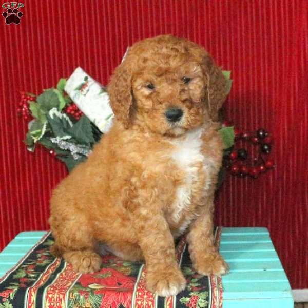 Mark, Goldendoodle Puppy