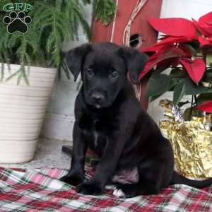 jack russell lab mix puppies