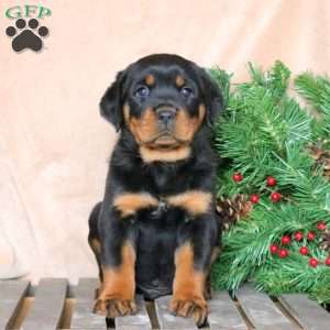 a Rottweiler puppy named Max