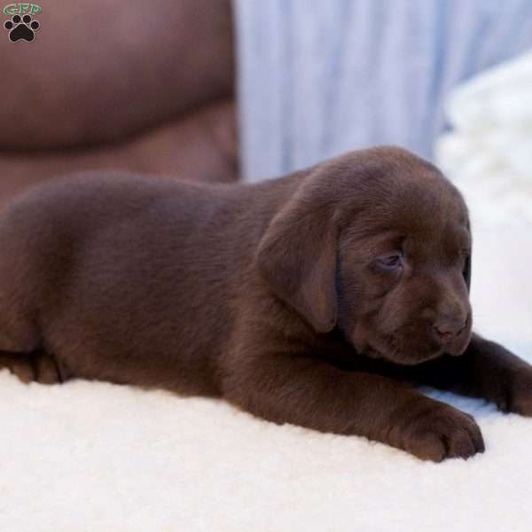 Maxwell, Chocolate Labrador Retriever Puppy