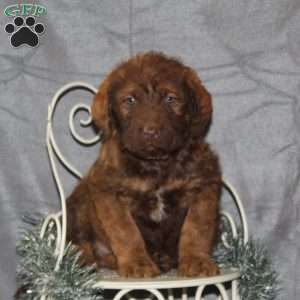 Chesa-Poo Puppies for Sale | Greenfield Puppies