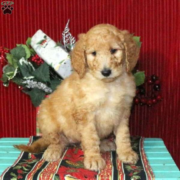 Molly, Goldendoodle Puppy