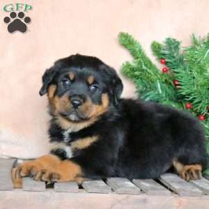 a Rottweiler puppy named Moose