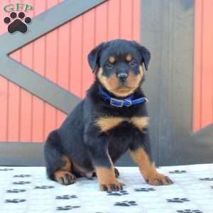 a Rottweiler puppy named Oakley