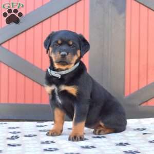 a Rottweiler puppy named Olivia