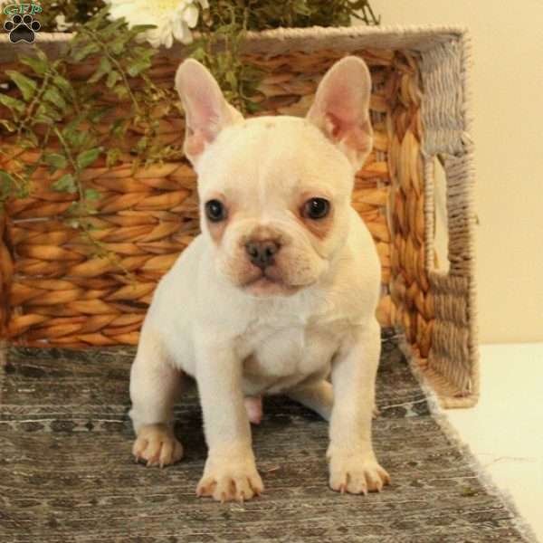 Ollie, French Bulldog Puppy
