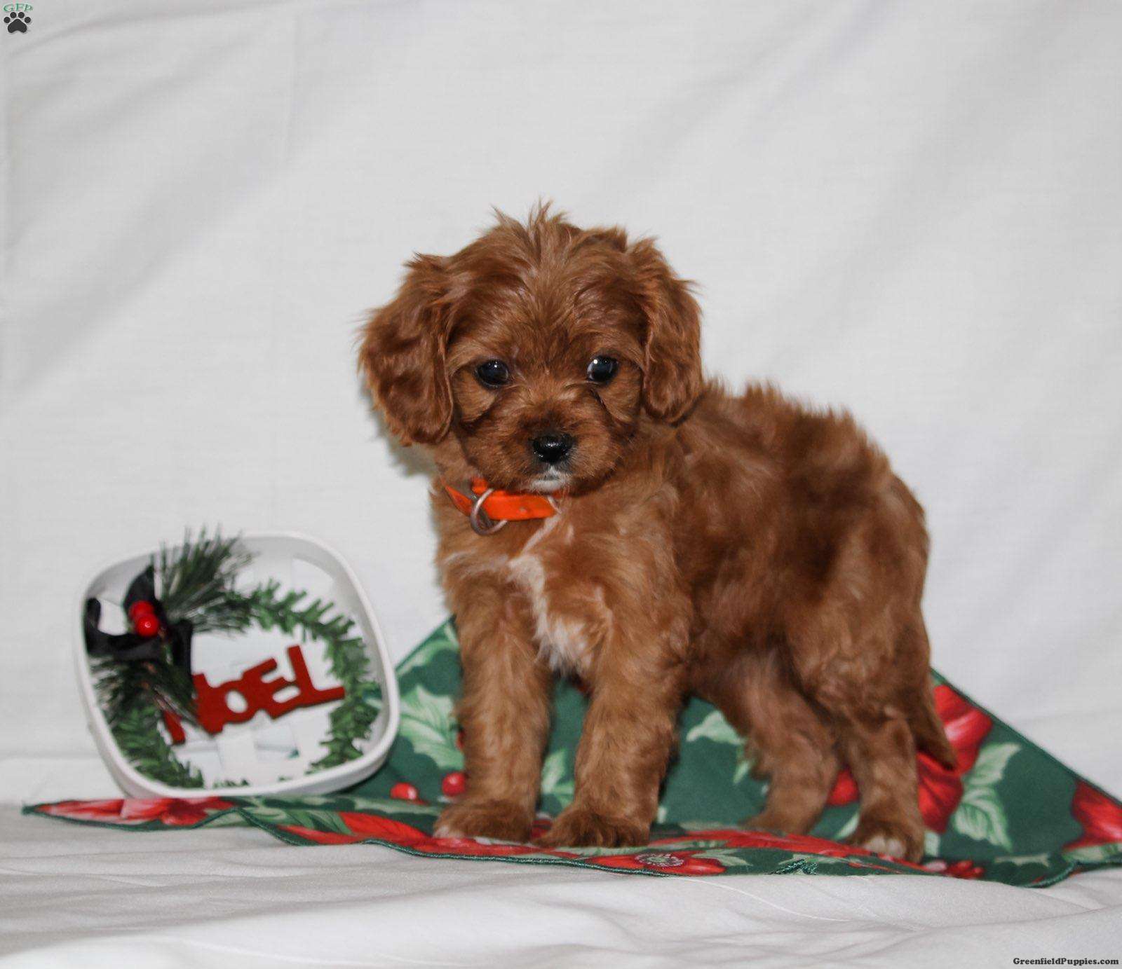 are cavapoos akc registered