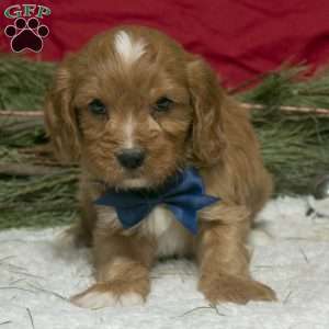 Owen, Cavapoo Puppy