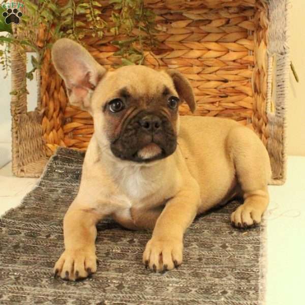 Ozzy, French Bulldog Puppy