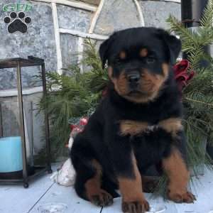 a Rottweiler puppy named Sarge