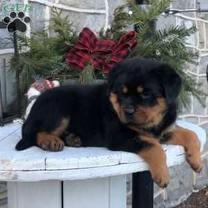 a Rottweiler puppy named Sasha