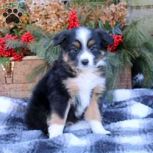 mini australian shepherd greenfield puppies