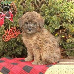 greenfield puppies toy poodle