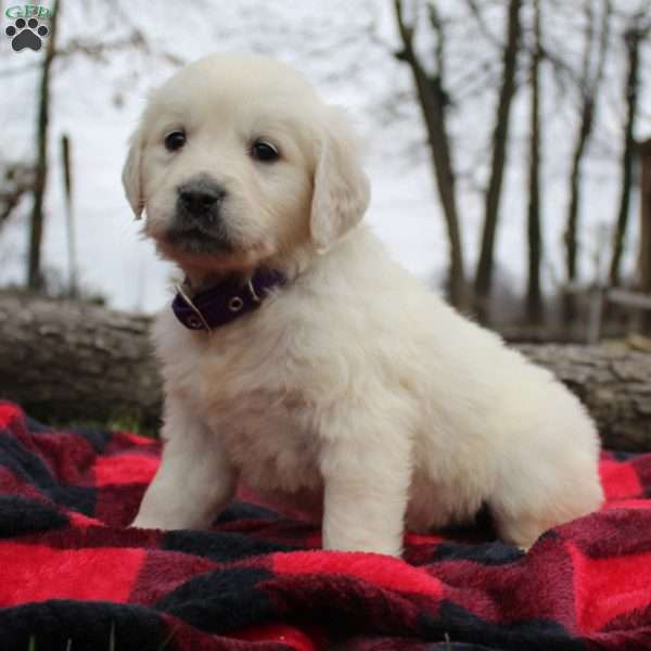 Sawyer, English Cream Golden Retriever Puppy