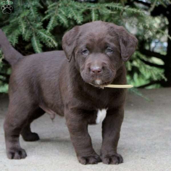 Schwarber, Chocolate Labrador Retriever Puppy