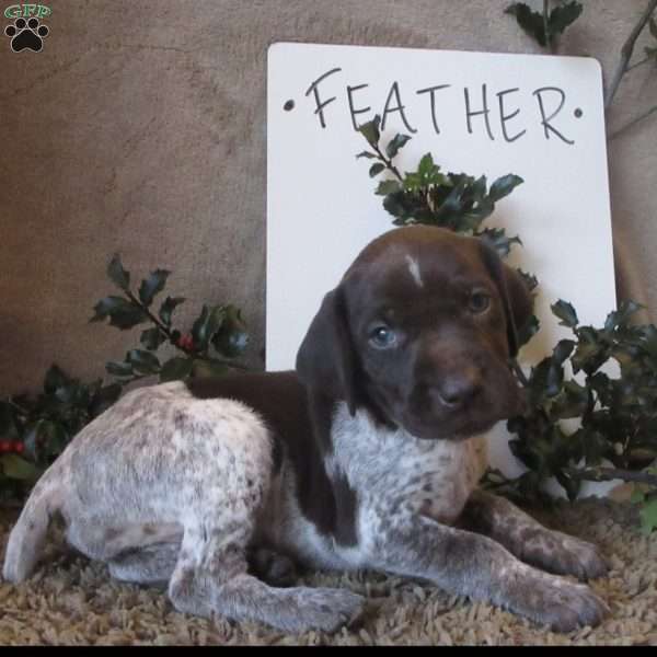 Feather, German Shorthaired Pointer Puppy