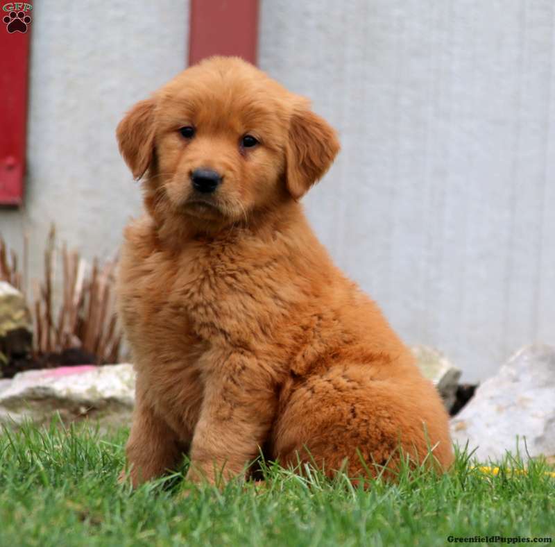 Golden Retriever Puppies Greenfield