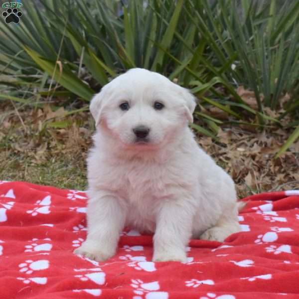 Snowball, Great Pyrenees Puppy