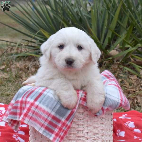 Snowbelle, Great Pyrenees Puppy