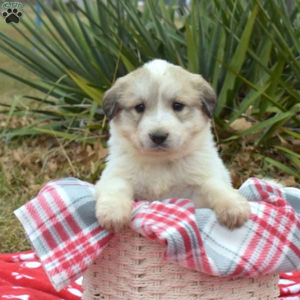 Star, Great Pyrenees Puppy
