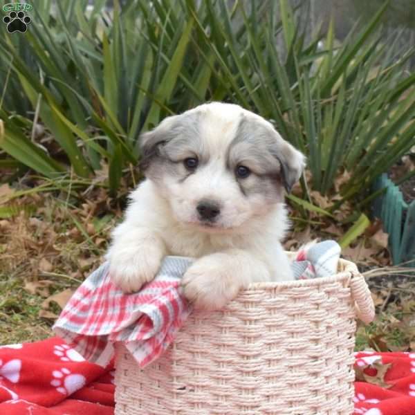 Summit, Great Pyrenees Puppy
